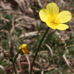 Ranunculus lappaceus (Australian Buttercup) at Coree, ACT - 9 Oct 2021 by Sarah2019