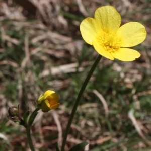 Ranunculus lappaceus at Coree, ACT - 9 Oct 2021 11:57 AM