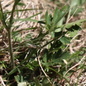 Ranunculus lappaceus at Coree, ACT - 9 Oct 2021