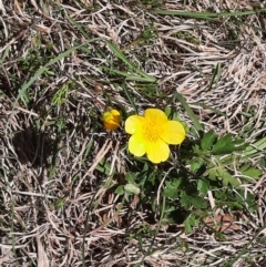 Ranunculus lappaceus at Coree, ACT - 9 Oct 2021