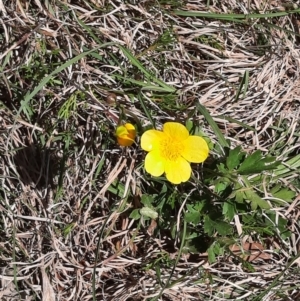 Ranunculus lappaceus at Coree, ACT - 9 Oct 2021