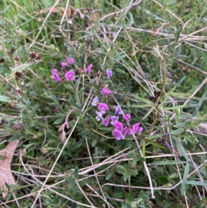 Glycine clandestina at Bungendore, NSW - 10 Oct 2021 03:29 PM