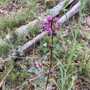 Indigofera australis subsp. australis at Bungendore, NSW - 10 Oct 2021