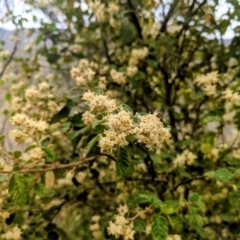 Pomaderris eriocephala (Woolly-head Pomaderris) at Stromlo, ACT - 10 Oct 2021 by HelenCross