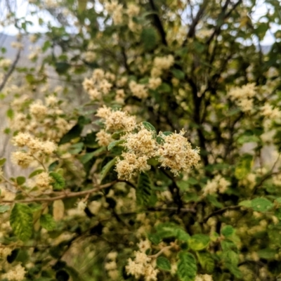 Pomaderris eriocephala (Woolly-head Pomaderris) at Stromlo, ACT - 10 Oct 2021 by HelenCross