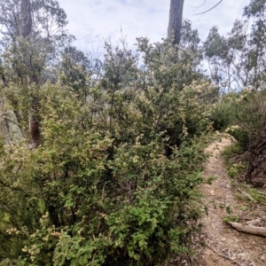 Pomaderris eriocephala at Stromlo, ACT - 10 Oct 2021