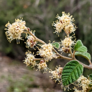 Pomaderris eriocephala at Stromlo, ACT - 10 Oct 2021