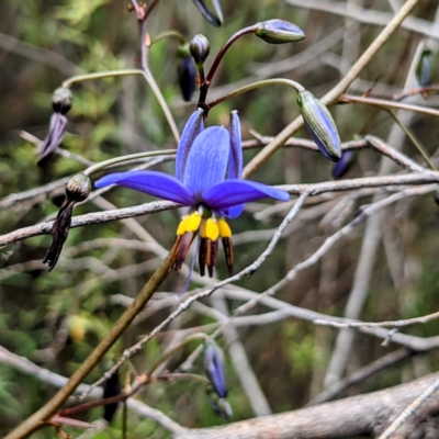 Dianella revoluta (Black-Anther Flax Lily) at Bullen Range - 10 Oct 2021 by HelenCross