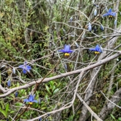 Dianella revoluta at Tuggeranong DC, ACT - 10 Oct 2021