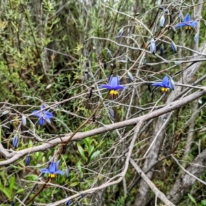 Dianella revoluta at Tuggeranong DC, ACT - 10 Oct 2021 12:44 PM