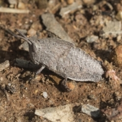 Goniaea australasiae (Gumleaf grasshopper) at Hawker, ACT - 4 Oct 2021 by AlisonMilton