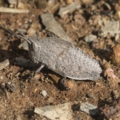 Goniaea australasiae (Gumleaf grasshopper) at Hawker, ACT - 3 Oct 2021 by AlisonMilton