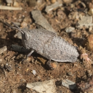 Goniaea australasiae at Hawker, ACT - 4 Oct 2021