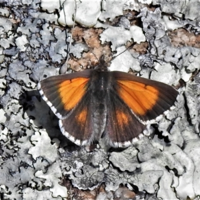 Lucia limbaria (Chequered Copper) at Namadgi National Park - 8 Oct 2021 by JohnBundock