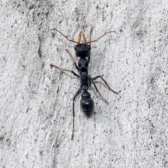Myrmecia tarsata (Bull ant or Bulldog ant) at Hawker, ACT - 3 Oct 2021 by AlisonMilton