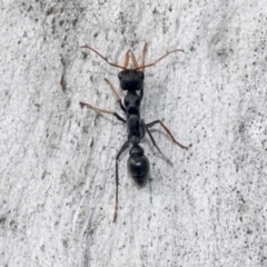 Myrmecia tarsata (Bull ant or Bulldog ant) at Hawker, ACT - 4 Oct 2021 by AlisonMilton