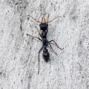 Myrmecia tarsata at Hawker, ACT - 4 Oct 2021