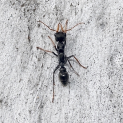 Myrmecia tarsata (Bull ant or Bulldog ant) at Hawker, ACT - 4 Oct 2021 by AlisonMilton