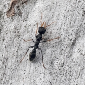 Myrmecia tarsata at Hawker, ACT - 4 Oct 2021