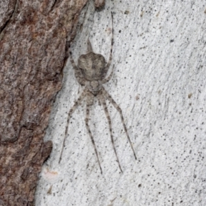 Tamopsis sp. (genus) at Hawker, ACT - 4 Oct 2021