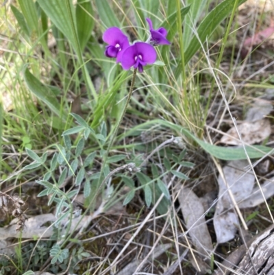 Swainsona behriana (Behr's Swainson-Pea) at Mount Ainslie - 9 Oct 2021 by SilkeSma