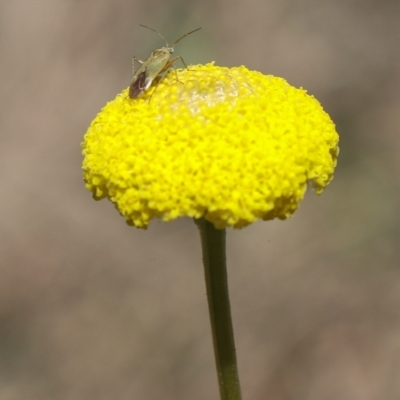 Craspedia sp. (Billy Buttons) at Coree, ACT - 9 Oct 2021 by Sarah2019