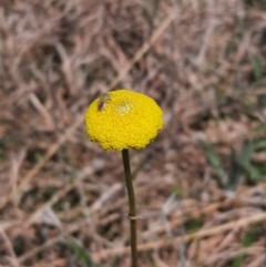 Craspedia sp. at Coree, ACT - 9 Oct 2021