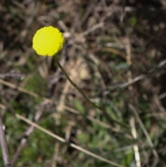 Craspedia sp. at Coree, ACT - 9 Oct 2021