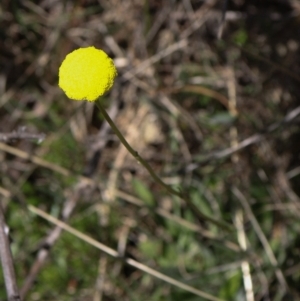 Craspedia sp. at Coree, ACT - 9 Oct 2021