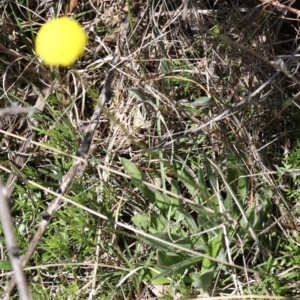 Craspedia sp. at Coree, ACT - 9 Oct 2021