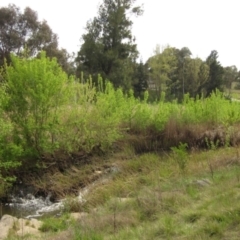 Acer negundo (Box Elder) at Latham, ACT - 10 Oct 2021 by pinnaCLE