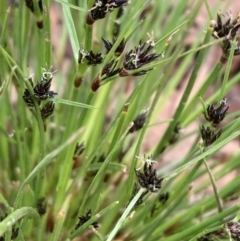 Schoenus apogon (Common Bog Sedge) at Majura, ACT - 10 Oct 2021 by SilkeSma