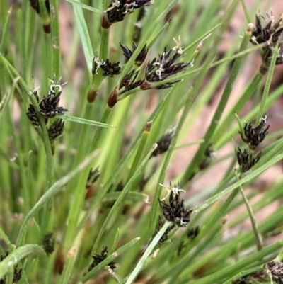 Schoenus apogon (Common Bog Sedge) at Mount Ainslie - 10 Oct 2021 by SilkeSma