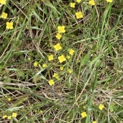 Cicendia quadrangularis (Oregon Timwort) at Mount Ainslie - 10 Oct 2021 by SilkeSma