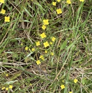 Cicendia quadrangularis at Campbell, ACT - 10 Oct 2021