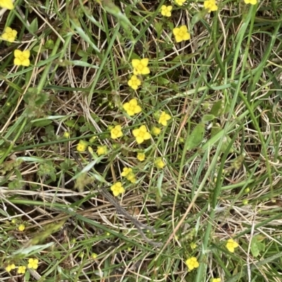 Cicendia quadrangularis (Oregon Timwort) at Campbell, ACT - 10 Oct 2021 by SilkeSma