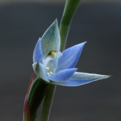 Thelymitra pauciflora (Slender Sun Orchid) at Woodlands, NSW - 9 Oct 2021 by Snowflake