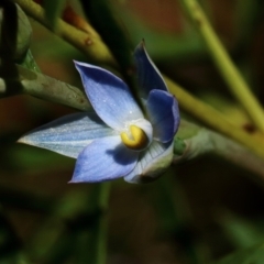 Thelymitra pauciflora at Woodlands, NSW - suppressed