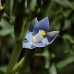 Thelymitra pauciflora at Woodlands, NSW - suppressed