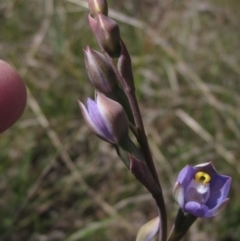 Thelymitra pauciflora (Slender Sun Orchid) at Latham, ACT - 10 Oct 2021 by pinnaCLE