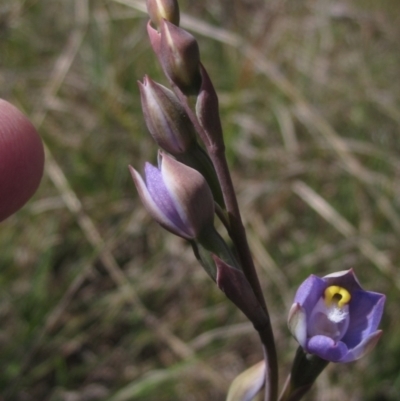 Thelymitra pauciflora (Slender Sun Orchid) at Latham, ACT - 10 Oct 2021 by pinnaCLE