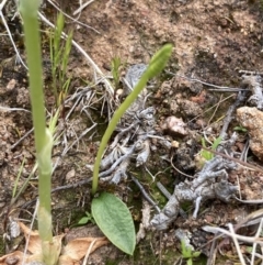 Ophioglossum lusitanicum (Adder's Tongue) at Mount Ainslie - 10 Oct 2021 by SilkeSma