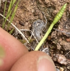 Ophioglossum lusitanicum at Pialligo, ACT - 10 Oct 2021