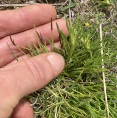 Rytidosperma sp. (Wallaby Grass) at Majura, ACT - 10 Oct 2021 by SilkeSma