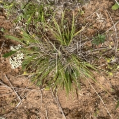 Rytidosperma sp. at Majura, ACT - 10 Oct 2021