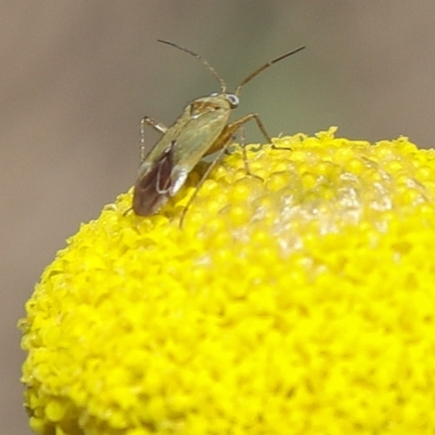 Miridae (family) (Unidentified plant bug) at Coree, ACT - 9 Oct 2021 by Sarah2019