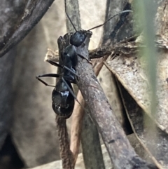 Camponotus nigroaeneus (Sugar ant) at Mount Jerrabomberra QP - 9 Oct 2021 by Steve_Bok