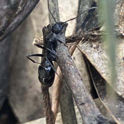 Camponotus nigroaeneus (Sugar ant) at Mount Jerrabomberra - 9 Oct 2021 by Steve_Bok