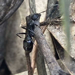 Camponotus nigroaeneus at Jerrabomberra, NSW - 10 Oct 2021