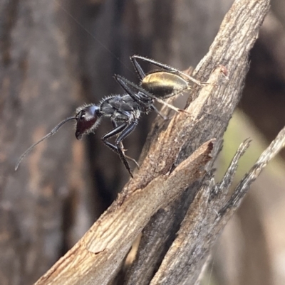 Camponotus suffusus (Golden-tailed sugar ant) at QPRC LGA - 9 Oct 2021 by Steve_Bok